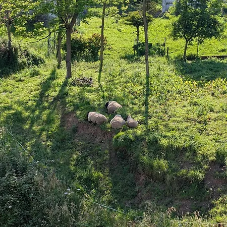 El Rio * Illas